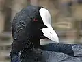 Eurasian coot