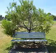 Cootamundra, NSW - Pinus halepensis
