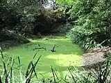 Pond at Coppetts Wood