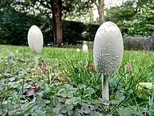 Coprinus comatus