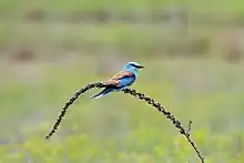 Coracias garrulus