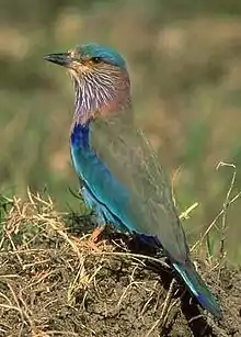 Photo of olive-winged bird with sky-blue head/vest.