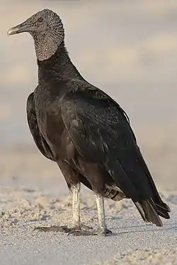 Black vulture