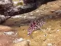 Coral hawkfish (Cirrhitichthys oxycephalus), Great barrier reef, Australia