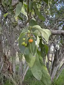 C. sinensis foliage and fruit.