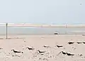 Black skimmer Rynchops niger nesting site near Cape Lookout Point at southern tip of Core Banks