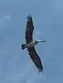 Brown pelican Pelecanus occidentalis