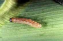 Corn worms are also excellent live-bait when trout fishing.