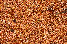 Corn kernels in varying states of spoilage