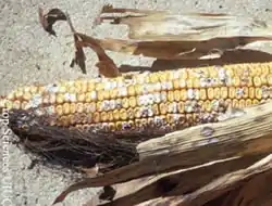 Figure 1: Fusarium ear rot, caused by the fungi Fusarium verticillioides and F. proliferatum, may typically be a more common ear rot of corn.
Source: UIUC available at: http://www.extension.umn.edu/cropenews/2007/07MNCN42.html