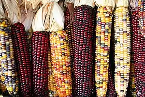 Image 9Variegated maize ears (from History of Mexico)