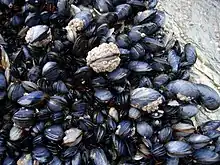 Mussels in the intertidal zone in Cornwall, England