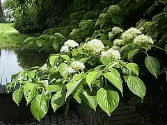 Cornus controversa in May, Frankfurt