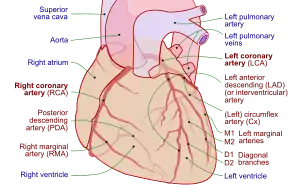 Coronary arteries (labeled in red text)