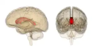 Corpus callosum with Anatomography