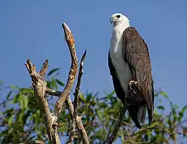 White-bellied sea eagle