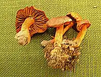 Cortinarius cinnabarinus