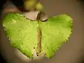 Corybas hypogaeus leaf