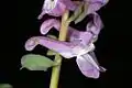 Side view of flower showing hole chewed in nectary by nectar-stealing insect. Selzerbrunnen, Frankfurt, Germany.