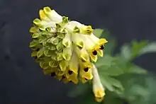 Corydalis nobilis