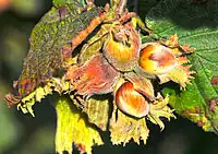 Four glossy brown nuts in a cross shape still partly covered on twig with leaves