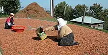 Turkish women drying hazelnuts, Sacmalipinar Düzce Province.