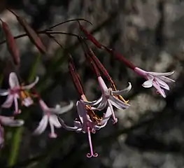 C. laxum heads have a very long stalk