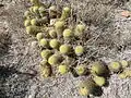 Plants growing in Guanajuato