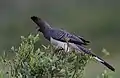 Male in Kenya