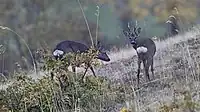 Oak shrub with roe deer