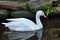 Coscoroba swan swimming