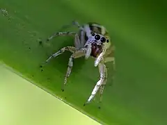 Female Cosmophasis baehrae front view