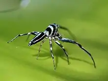 Black bands reach down to the carapace rim