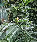 Costus pictus buds and leaves