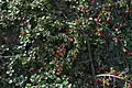 Creeping cotoneaster (Cotoneaster adpressus)