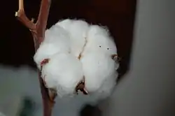 Cotton City of Karnataka