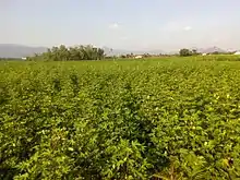 Cotton Field at Singalandapuram, Rasipuram, India (2017)