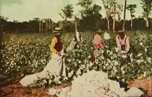 Image 51913 cotton harvest in East Texas (from History of Texas)