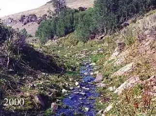 The same stream bank lined with short grasses, with more aspen trees in the background