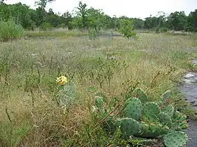 Limestone glade in the Inner Nashville Basin, Tennessee