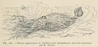 #18 (30/11/1861)An illustration of the Alecton encounter from Les Animaux Excentriques by Henri Coupin [fr], first published in 1903, based on the original from Bouyer (here given as "Rouyer").