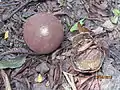 Fallen fruit and dried fruit rind (Kolkata, India)