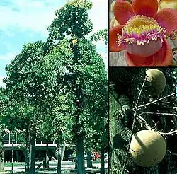 An exemplar of Couroupita guianensisin the National Botanical Garden of Cuba