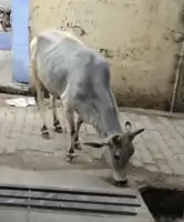 Cow on street