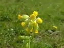 Cowslip