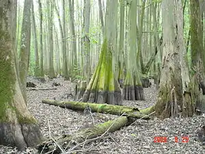 Cypress swamp on Bladen Lakes State Forest