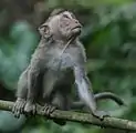 A crab-eating macaque in the Ubud Monkey Forest