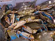 Blue crabs piled in a commercial fishing vessel