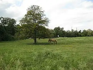 Horse in a field near Payne Lane