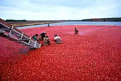 Image 32Cranberry harvest (from New Jersey)